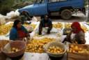 Limon.jpeg (3533 bytes)